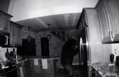 VIDEO Un urs a intrat în casa unor oameni. Ce a urmat este uimitor!