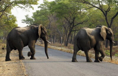 Maratonist atacat de un elefant în timpul cursei!