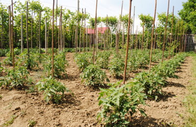 A pierdut un inel cu 13 ani în urmă, în grădină. Ce s-a întâmplat acum e de necrezut!