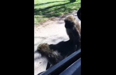 VIDEO Au mers la zoo să vadă animalele, însă au văzut o partidă de sex. Uite ce a putut să se întâmple!