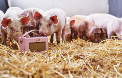 Porcii de la o fermă din Rwanda ascultă muzică ușoară, rock și rap