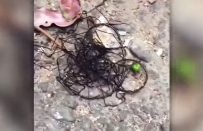 VIDEO Imagini incredibile filmate pe plajă. Nimeni nu a mai văzut o aşa creatură!