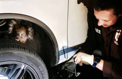 FOTO Un koala s-a agăţat de o maşină şi a mers aşa 15 km