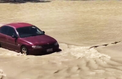 VIDEO Doar în Australia vezi așa ceva. Un șofer a claxonat un crocodil care i-a tăiat calea