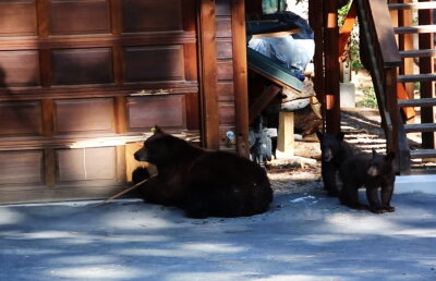 VIDEO A alungat mai mulți urși cântând la vioară