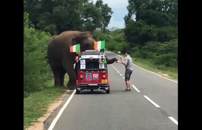 VIDEO Un elefant a răsturnat un "tuk tuk" în căutare de mâncare. Totul a fost filmat