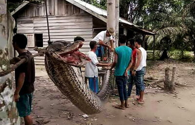 Aşa ceva este greu de privit. Au prins un piton de aproape 8 metri!