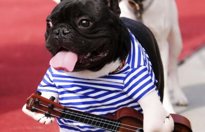 GALERIE FOTO Paradă canină spectaculoasă în California cu ocazia Halloween-ului