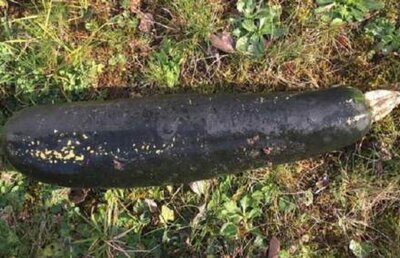 Cum a ajuns o vânătă să fie considerată o bombă din Al Doilea Război Mondial