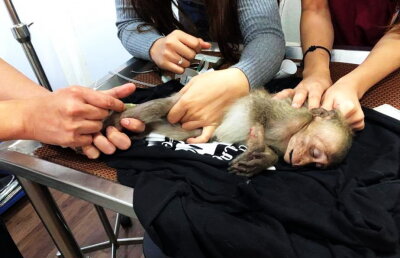 FOTO Un pui de maimuță a stat în comă 10 ore după o supradoză de cafea