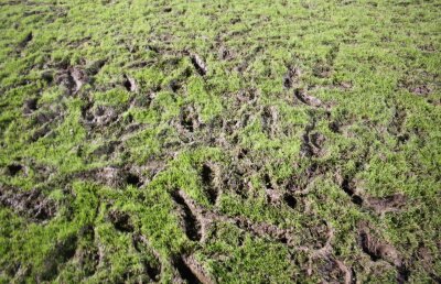 FOTO INCREDIBIL Scoateți tractoarele, vine România! Cum a fost primit "tineretul" înainte de meciul de foc din Țara Galilor