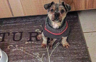 Acest câine a fost găsit după cinci ani petrecuți într-o pivniță. Este incredibil cum arată!