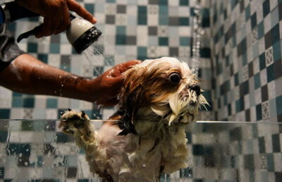 FOTO S-a deschis primul hotel de lux pentru câini. E incredibil ce oferă!