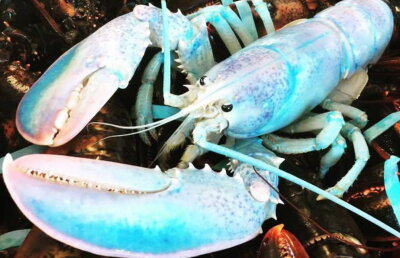 Așa ceva nu ai mai văzut până acum. Au apărut homarii albaștri!