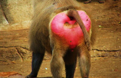 A confundat posteriorul unei maimuţe cu semaforul şi a provocat un accident