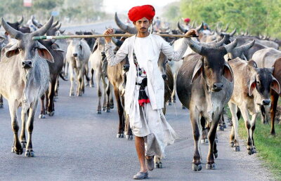 Arestat după ce a făcut sex cu trei... vaci!