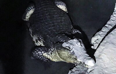În căutare de arme, poliţiştii au dat de un crocodil!