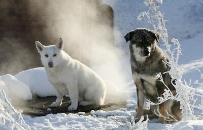 Măsuri halucinante luate înainte de Mondialul din vară » Rușii omoară câinii și pisicile de pe străzi!