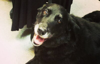 Un câine dispărut în urmă cu 10 ani s-a întors acasă