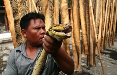 Şocant! Au vândut online crocodili, giboni şi pitoni