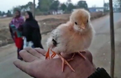 FOTO & VIDEO S-a născut puiul cu patru picioare