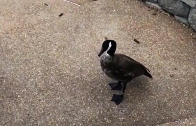 VIDEO A fost nepoliticos cu o gâscă, dar a regretat instant. Vei râde cu lacrimi!