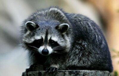 Un raton a întârziat cu şapte ore un zbor. Uite cum a fost posibil!