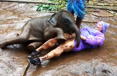 VIDEO Imaginile care te vor emoţiona până la lacrimi. Iată cum reacţionează un pui de elefant!