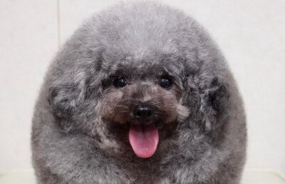 FOTO Acest câine a creat valuri pe internet. Arată ca o minge de puf!