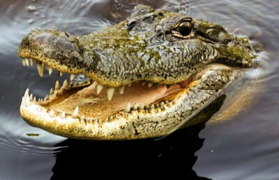 Un bărbat a fost omorât de crocodili » Este incredibil ce s-a întâmplat după înmormântare!