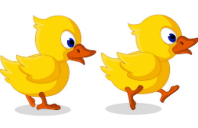 Un cârd de rațe a oprit traficul pe o autostradă foarte mare. Fotografia a fost genială!