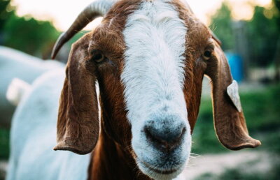 Caz fără precedent în India » Opt bărbați au făcut sex cu o capră