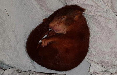 A chemat poliția pentru că îl urmărea un pui de veveriță!