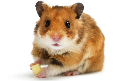 FOTO A cumpărat un hamster pentru fiul ei, apoi a regretat amarnic!