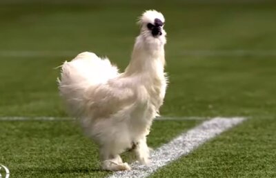 VIDEO Protest bizar în Olanda! Fanii au aruncat pe teren o găină