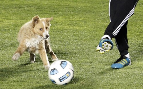 Maidanezii din Ucraina l-au speriat pe Platini