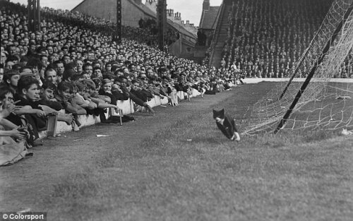 felina care a intrerupt meciul Liverpool-Arsenal in 1964