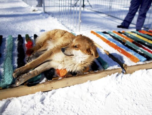 Cîini în fața locul de antrenament pentru cross-country, foto: reuters