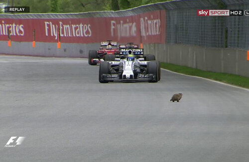 Pe circuitul Gilles Villeneuve și-a făcut apariția la un moemnt dat un castor. Din fericire, a scăpat nevătămat