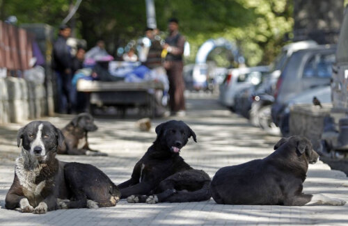 Foto via citynews.ro