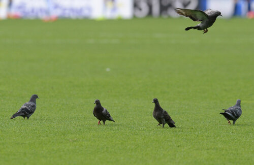 Inamicii gazonului clujean, porumbeii :)