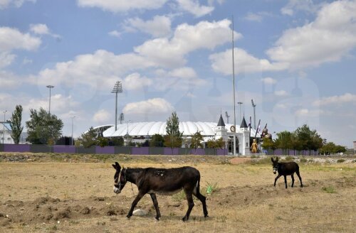 Pe lângă oi, lângă stadionul lui Osmanli pasc liniștiți și măgari // Foto: Raed Krishan