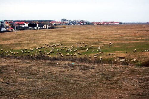 Peisajul din spatele tribunei a doua a stadionului din Voluntari: oile pasc pe terenul lui Becali