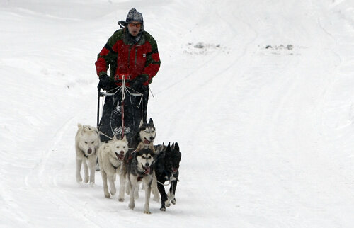 FOTO Insider în regatul Husky » Lumea fascinantă a cîinilor nordici de competiţie