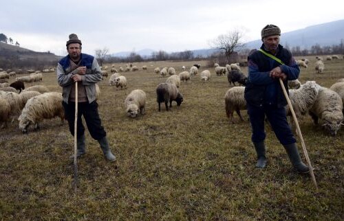 Ciobanii care urăsc fotbalul » Unicul sport care contează în singura stînă europeană din România e boxul!