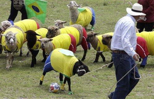 VIDEO Gigi ar fi mîndru! Imagini senzaţionale de la Columbia-Brazilia, un duel în care jucători au fost oile :D