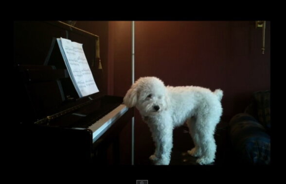 One-dog-show. Să-l admirăm pe Tucker, cățelul pianist :)