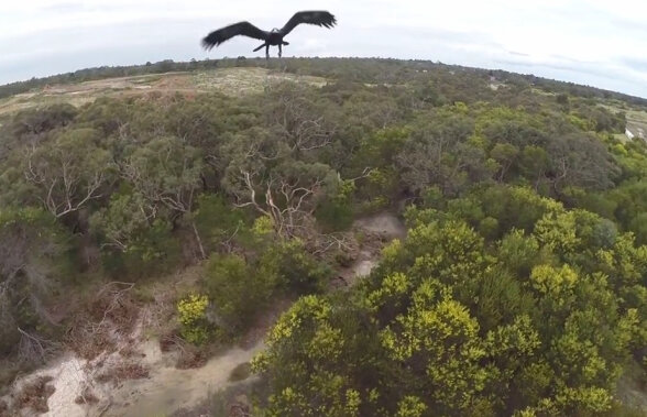 VIDEO Ce se întîmplă atunci cînd o dronă și un vultur se întâlnesc în aer