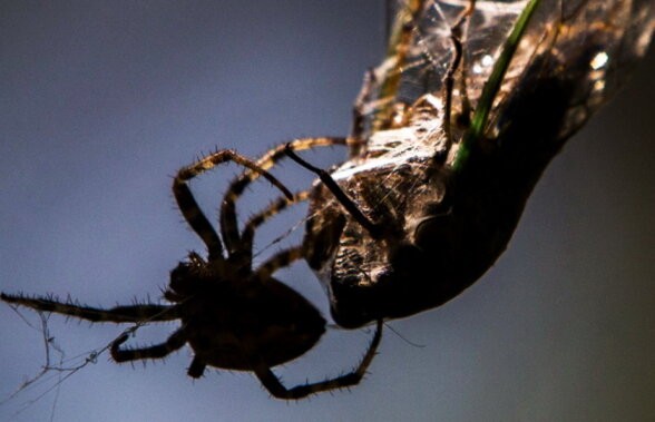 Incredibil! Veninul unui păianjen ar putea proteja creierul după un accident vascular cerebral