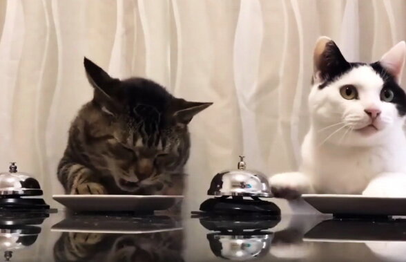 VIDEO Două pisici japoneze au învățat să sune la clopoțel pentru a primi recompense delicioase
